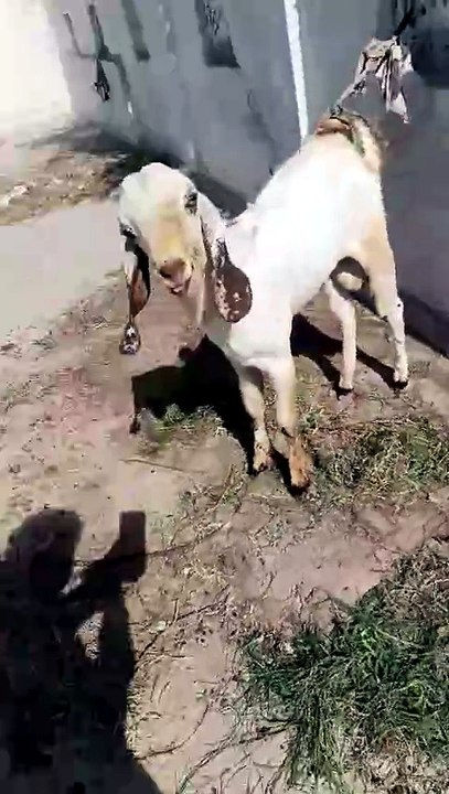 Eid UL Adha | Eid e Qurbaan