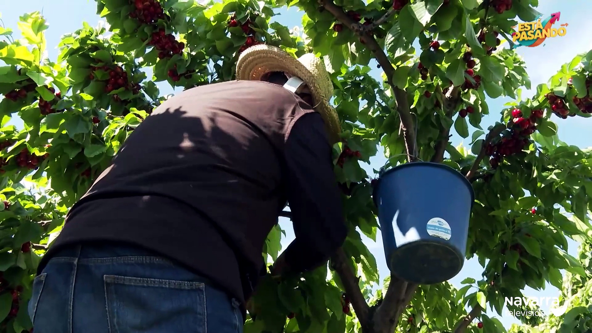 Las cerezas de Milagro, un manjar que nunca falla
