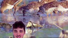 Un GÉNIE parmi ces oiseaux ! #génie #oiseaux #reproduction #animaux #nature