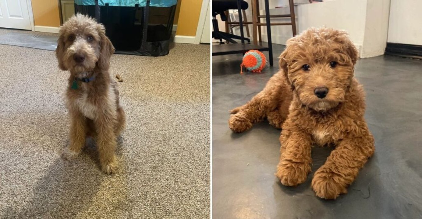 Labradoodles vs Goldendoodles: 12 Essential Differences