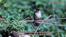 Cinnamon Sparrow Call Sound | Crisp & Clear Bird Song Recording