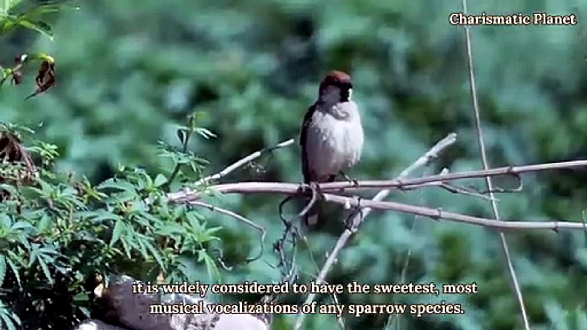 ⁣Cinnamon Sparrow Call Sound | Crisp & Clear Bird Song Recording