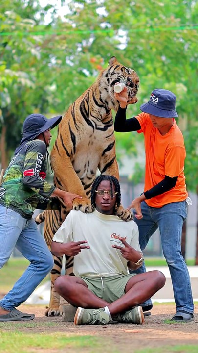 Un touriste pose avec un tigre... mais la vidéo derrière la photo choque