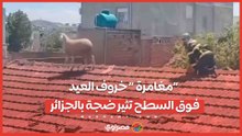 مغامرة “ خروف العيد”  فوق السطح تثير ضجة بالجزائر