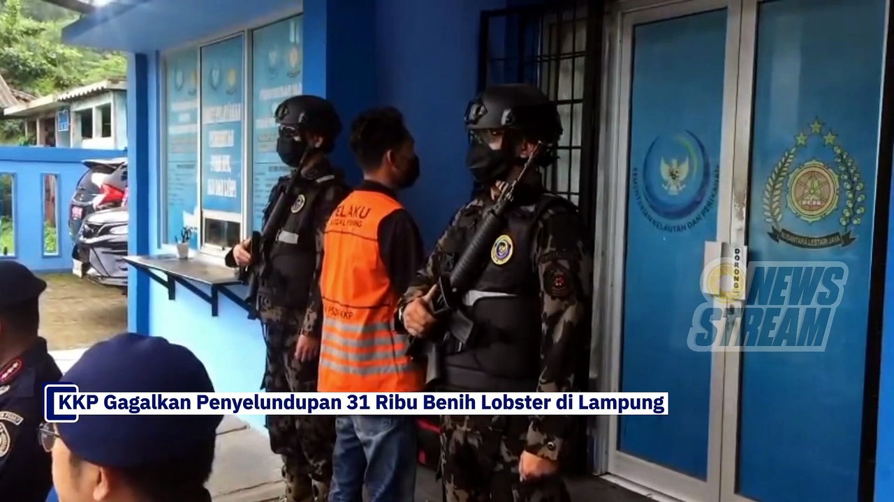 KKP Gagalkan Penyelundupan 31 Ribu Benih Lobster di Lampung
