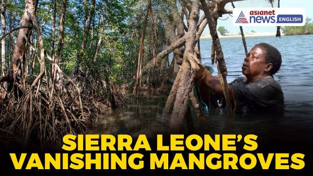 Women Oyster Farmers Fight to Save Sierra Leone’s Mangroves | World News