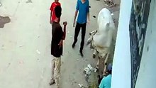 قربانی کے بیل نے ٹکر مار دی