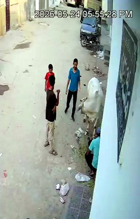 قربانی کے بیل نے ٹکر مار دی
