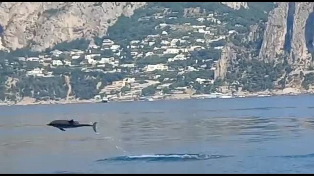 Capri, decine di delfini nuotano nel mare dei Faraglioni