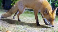Funny Animal Encounter Red Fox Steals Egg From Defensive Cat in Backyard