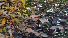 Fresh fruits in garden