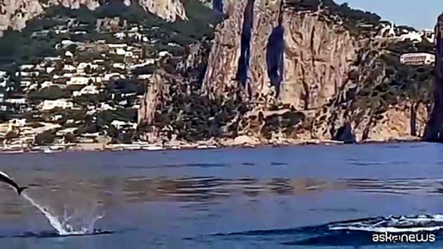 Capri, decine di delfini nuotano nel mare dei Faraglioni