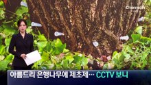아름드리 은행나무에 제초제…CCTV 보니