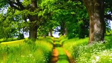Nature Relaxante 🌿 10 Minutes de Musique Apaisante et Guérison Naturelle