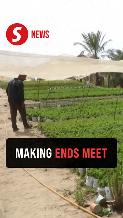 Gaza farmers turn to growing vegetables in recycled tin cans after losing land