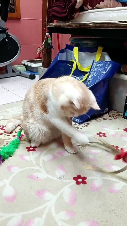 Meow
