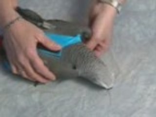como colocar a fralda em pássaros mais agitados.