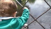 Youngster captivated by ducks accidentally loses shoe in the water