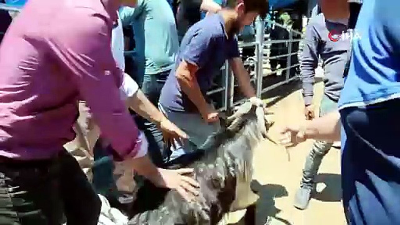 Kurbanlıklar Otomobil ve Motosikletlerle Taşındı!
