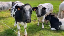 De Haan  | Vosseslag  / Vaches, Charme et Phare | Belgique Bretagne Télé