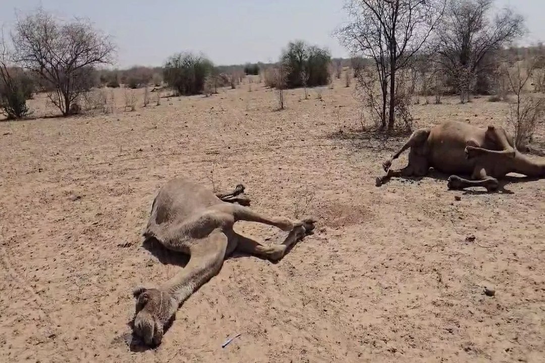 Video:  खेतोलाई में चार ऊंटों की अचानक मौत, पाल...