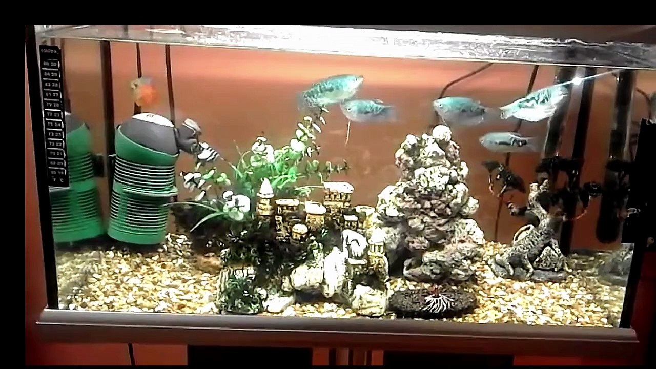 Opaline Gourami Full Grown