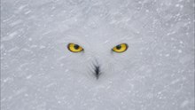 Le facteur de Harry Potter : le tueur le plus redouté de l’Arctique — LE HARFANG DES NEIGES
