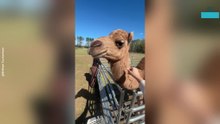 Hilarious Moment Camel Makes Unexpected Noise