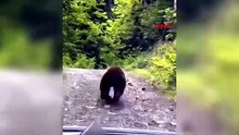 Köy yolunda aracın önüne çıktı! Bozayı bir süre böyle koştu