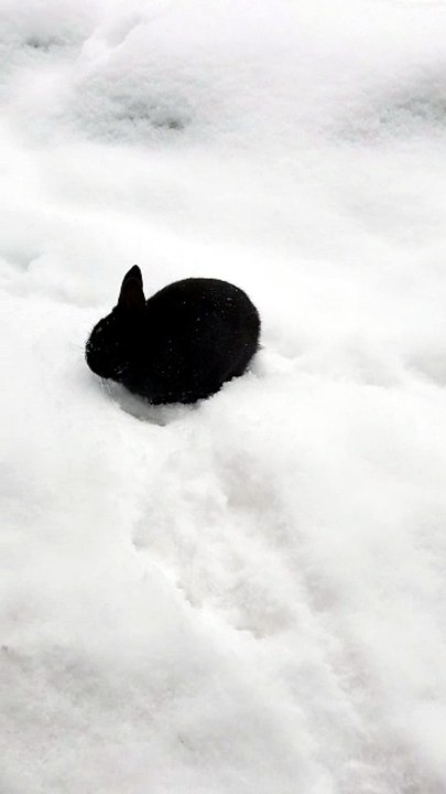 One of the times a void floof came looking for treats during the winter... Satisfaction was found! | #SparklegleamFarm #Bunny #homestead #rabbit #farmanimals #cute