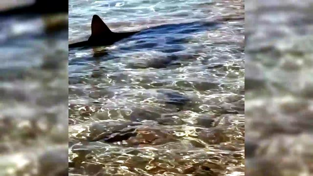 La Maddalena, uno squalo a pochi metri dalla riva: sopresa tra i bagnanti