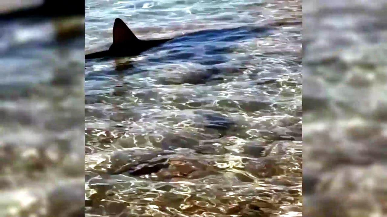 La Maddalena, uno squalo a pochi metri dalla riva: sopresa tra i bagnanti