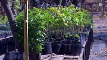 Crónica Del Dia: El vivero forestal que renueva a El Centinela