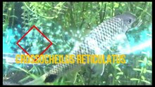 Silver Flying Fox Fish eating Aquarium Algae