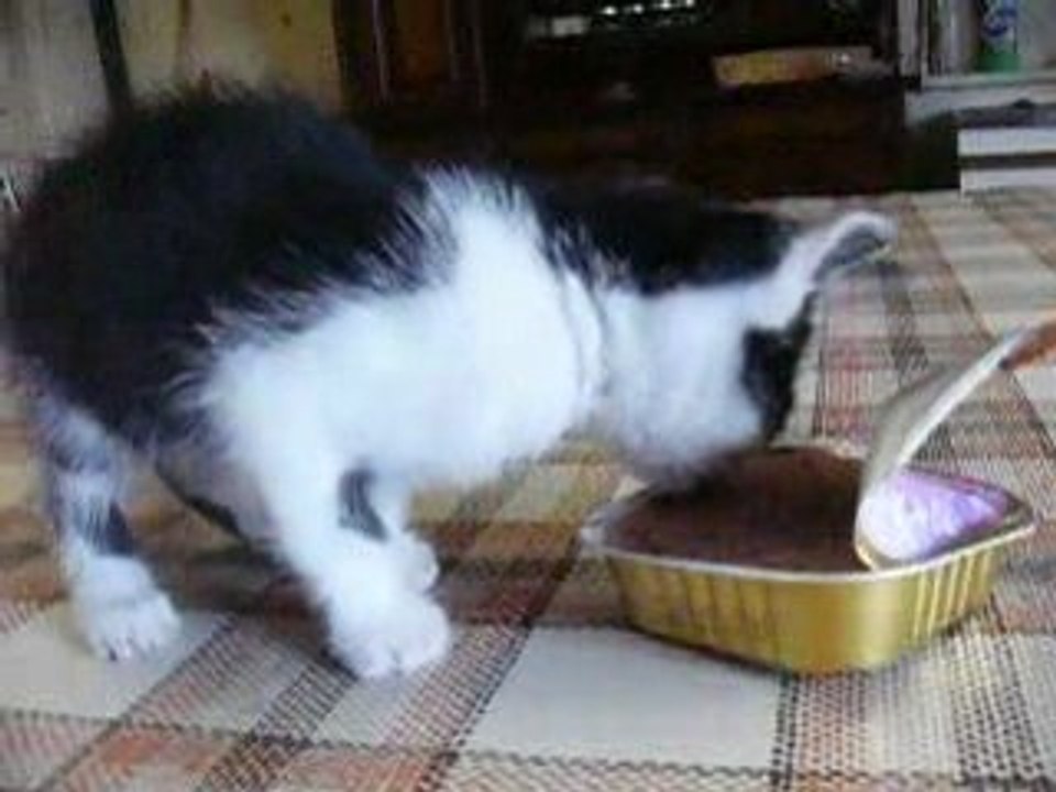 MON CHATTON