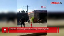 Sahibinin elinden kaçan kurbanlık koç, zor anlar yaşattı