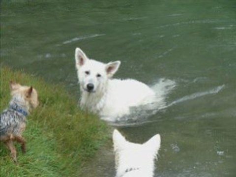BALADE DE CHADO ET CHUCKY AVEC COUR DE NATATION