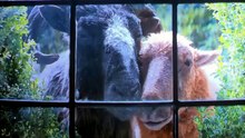 The_Sheep_Detectives
