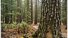 Where The Pines Begin