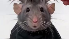 The most stylish rat in the world? (wait for the end)