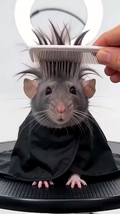 The most stylish rat in the world? (wait for the end)