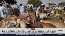 حرب السودان تضرب أسواق الماشية.. وعيد الأضحى ينعش آمال تجار دارفور في تعويض الخسائر