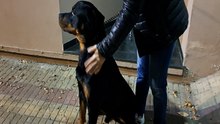 Barretearon una puerta y drogaron a un rottweilerpara robar en una casa de La Loma