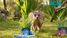 Rooster the kangaroo predicts NSW Origin win