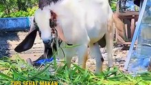 Tips Sehat Makan Daging Kurban di Momen Idul Adha