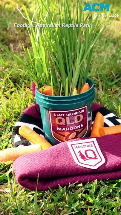 Rooster the kangaroo predicts NSW Origin win