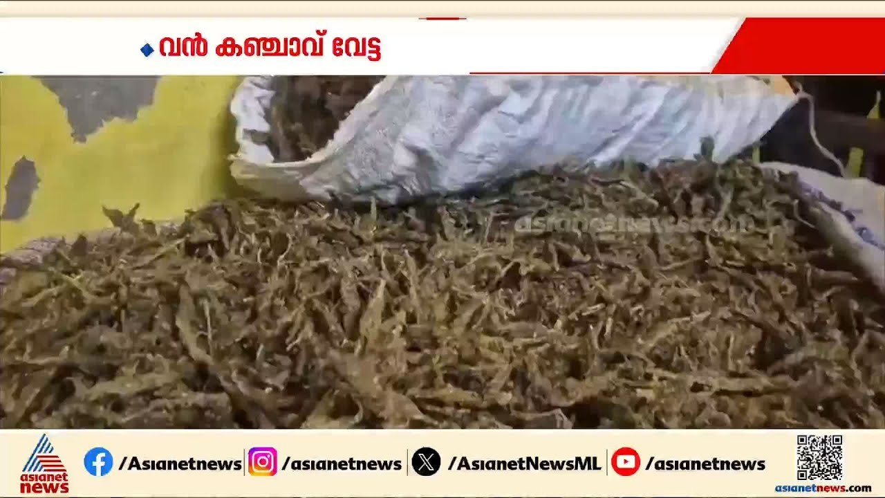 വല്ലാര്‍പാടം പനമ്പുകാടിൽ വൻ കഞ്ചാവ് വേട്ട; ഏക്സ...