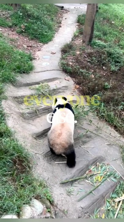 A Panda Kept Hugging One Zookeeper Every Day 😳❤️ Nobody Knew Why!