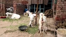 Eid Day | Eid e Qurban | Qurbani 2026 #qurbani #animals #haj #bakra