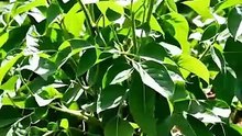 末世当铺，我的商业帝国 36